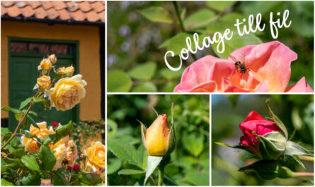 Ett collage med rosor. Texten Collage till fil